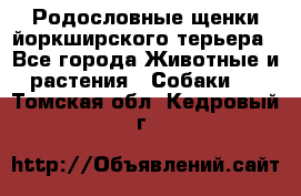 Родословные щенки йоркширского терьера - Все города Животные и растения » Собаки   . Томская обл.,Кедровый г.